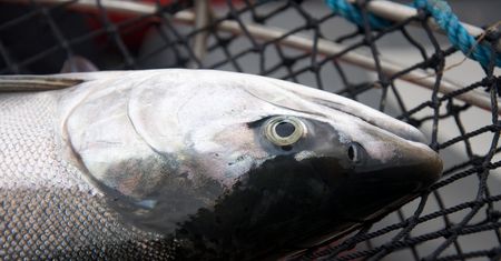 Surowy kiżucz srebrny i kiżucz hodowlany - kalorie i wartości odżywcze