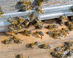 Czujnik z telefonu pozwala badać pszczoły