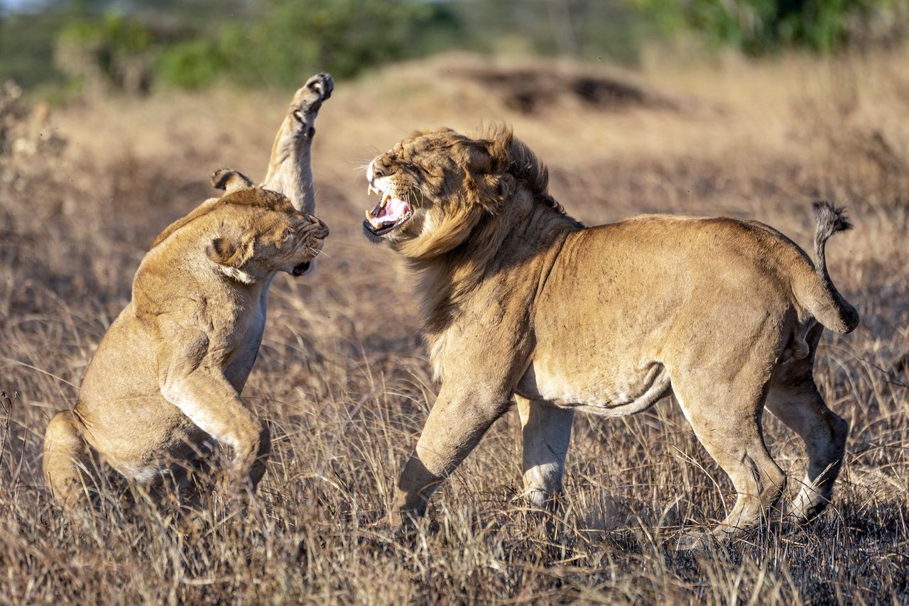 Niezadowolona lwica zaatakowała lwa.