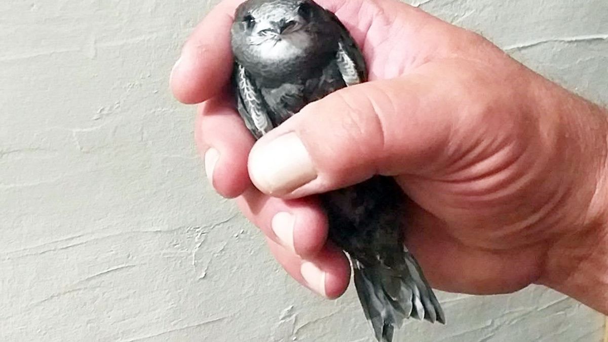 Skazany za zniszczenie gniazda jaskółek. To pierwszy taki wyrok w Polsce/ zdjęcie ilustracyjne