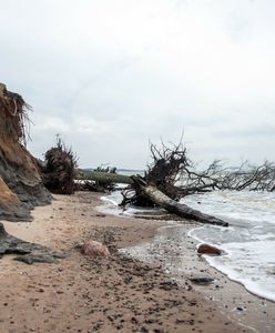 Bałtyk podmył klif w Orzechowie. "Bardzo duże straty"