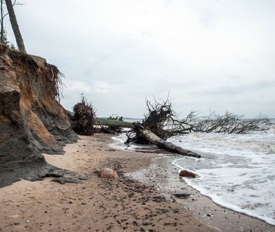 Bałtyk podmył klif w Orzechowie. "Bardzo duże straty"
