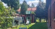 Ranny łoś spacerował ulicami Zamościa. Zwierzę zabezpieczono na terenie przedszkola