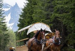 Koń przewrócił się na trasie do Morskiego Oka. Minister zabrał głos