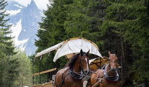 Koń przewrócił się na trasie do Morskiego Oka. Minister zabrał głos