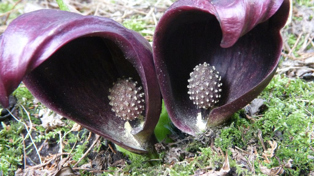 Surowa kapusta skunksa