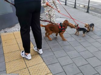 Nowy obowiązek dla właścicieli psów i kotów. Oto ile będzie kosztować