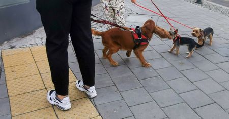 Nowy obowiązek dla właścicieli psów i kotów. Oto ile będzie kosztować