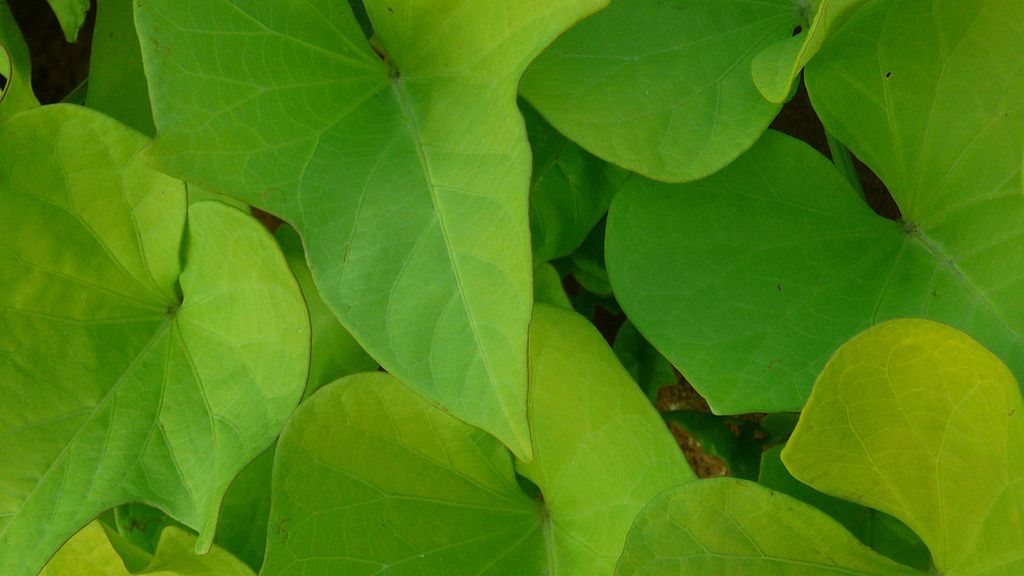 Surowe liście batatów