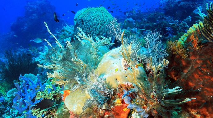 Rafa koralowa - skarb naszej planety