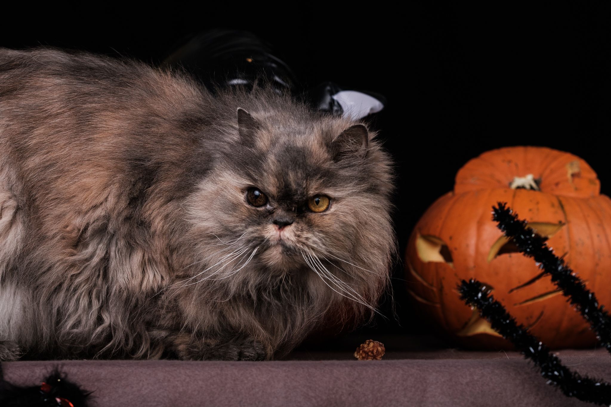 Halloween 2019: Zrobiłem sesję w schronisku, by pomóc w adopcji zwierząt 21