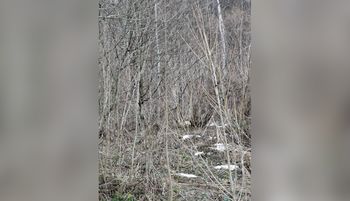 Tylko mistrz zauważy. Leśnicy dali zagadkę. To forma testu