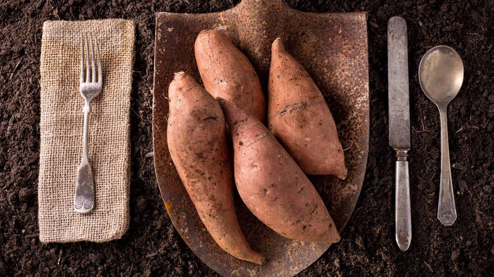 Bataty – właściwości, zastosowanie, przepisy