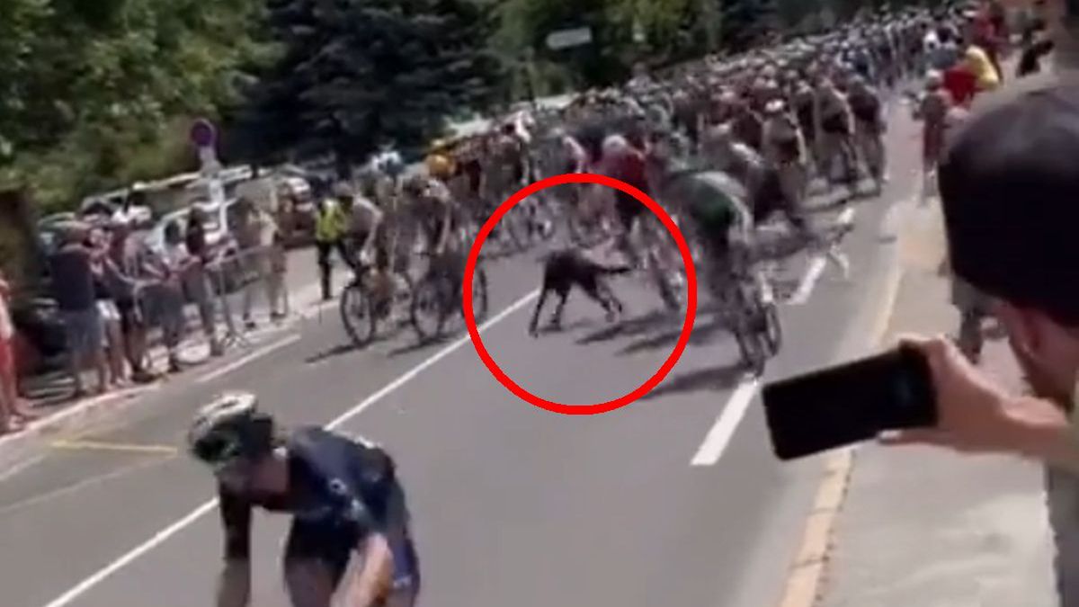 pies na trasie Tour de France