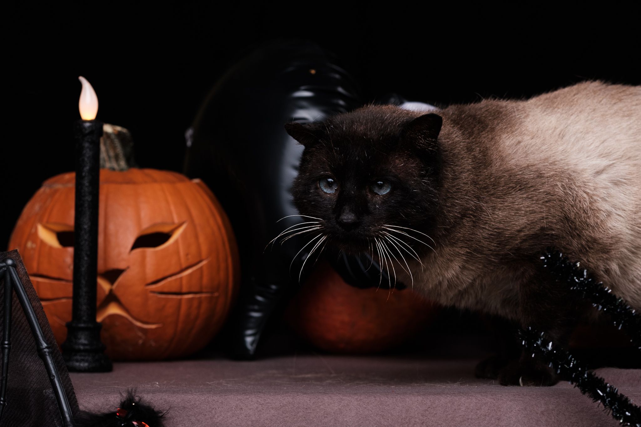 Halloween 2019: Zrobiłem sesję w schronisku, by pomóc w adopcji zwierząt 20