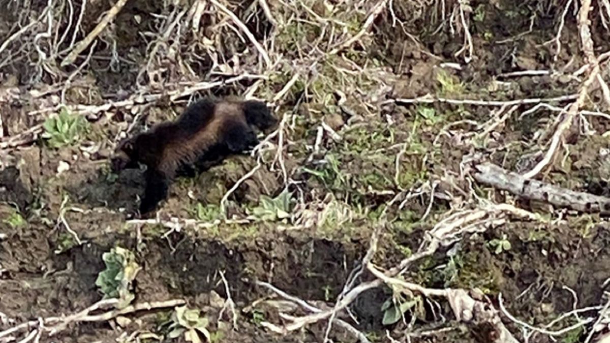 Zobaczyli go tam pierwszy raz od 30 lat. "Ukradkiem żyje w okolicy"