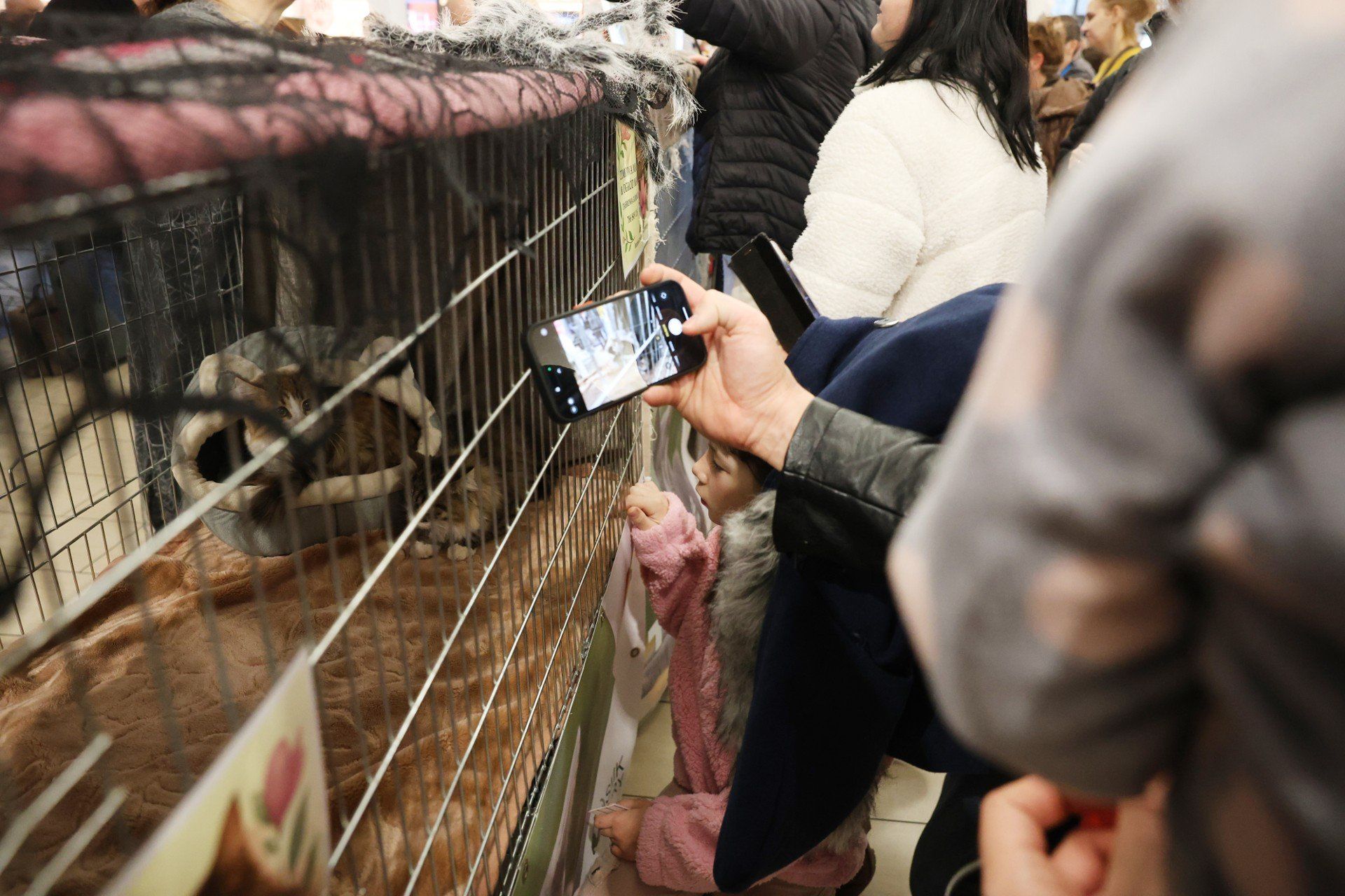 Pokaz kotów w M1 Czeladź