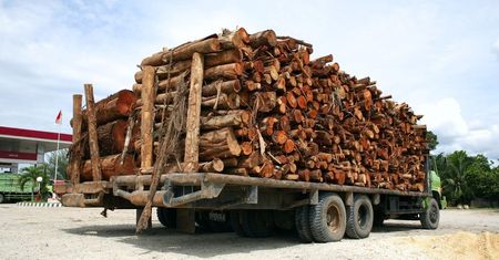 Smartfony pomocne w walce z nielegalną wycinką indonezyjskich lasów