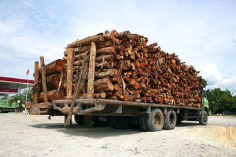 Smartfony pomocne w walce z nielegalną wycinką indonezyjskich lasów