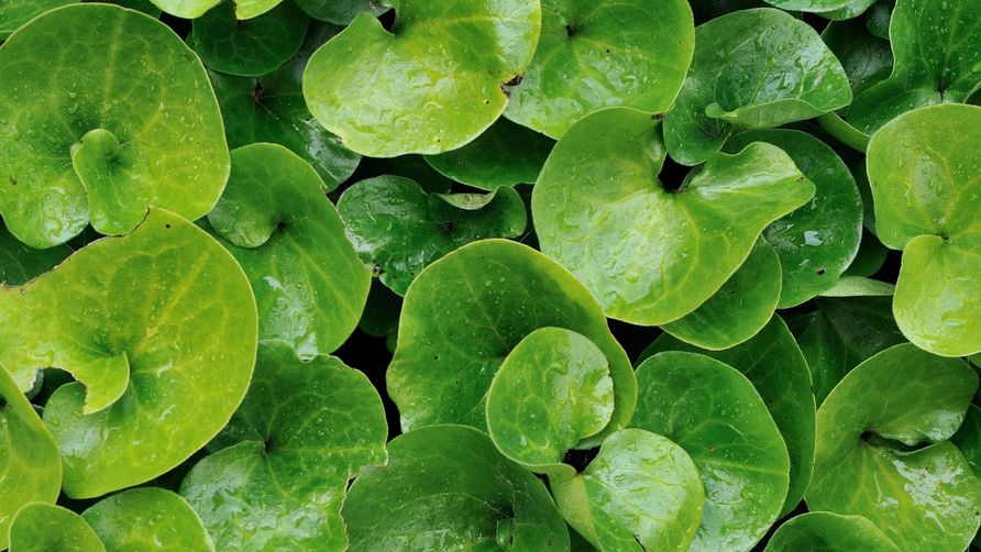 Kopytnik pospolity to roślina, która działa rozkurczowo, moczopędnie i bakteriobójczo. W medycynie ludowej jest obecna od setek lat. 