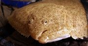 Surowy turbot (skarp)