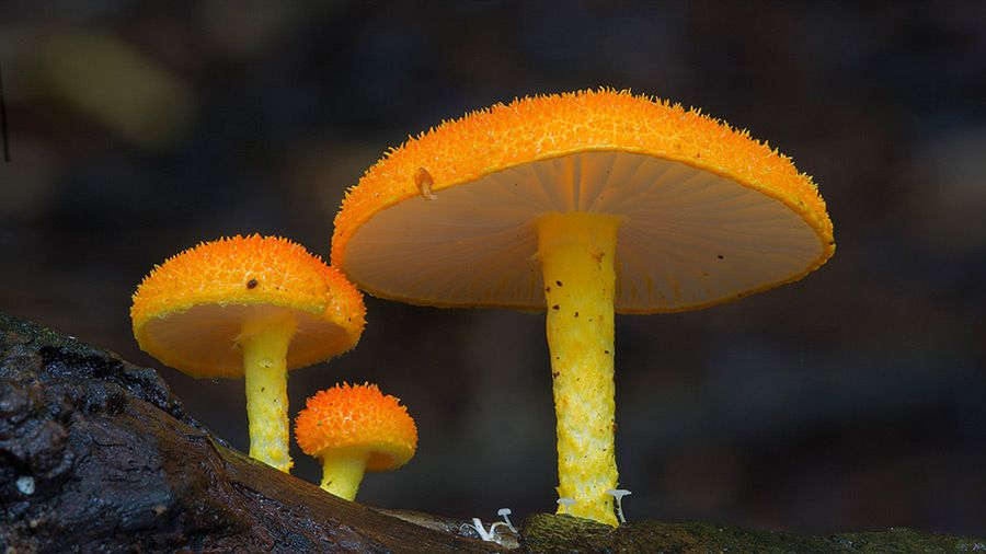 Magiczny świat australijskich grzybków sfotografowany przez Steve'a Axforda 16