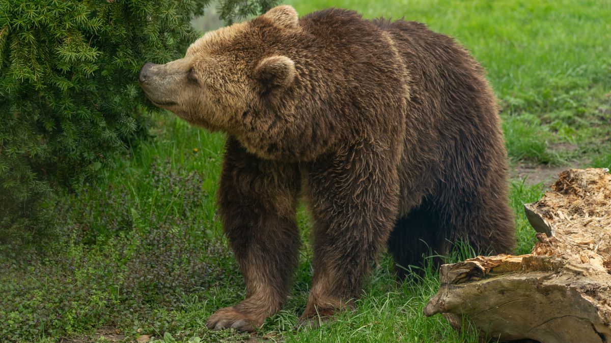 niedźwiedź, braun, zwierzak, dzika, ssak, dzika natura, BINARY<(4) bytes>, niedźwiedź brunatny, futro, ogród zoologiczny