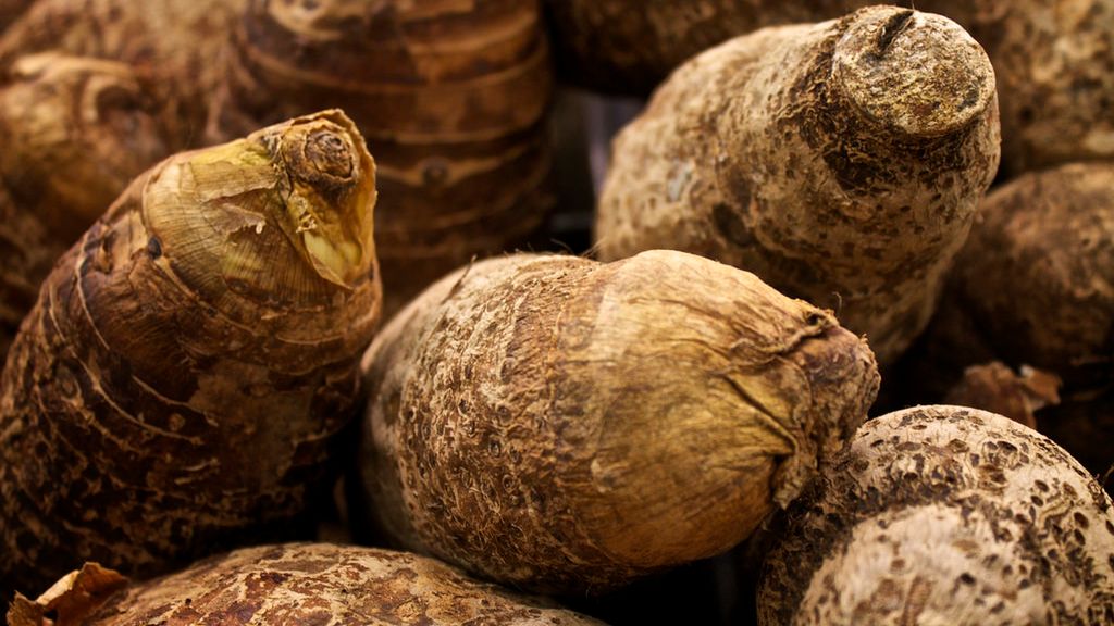 Surowe taro (kolokazja jadalna)