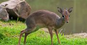 Wrocławskie zoo powitało na świecie najmniejszą antylopę świata. Jest rozmiaru kota