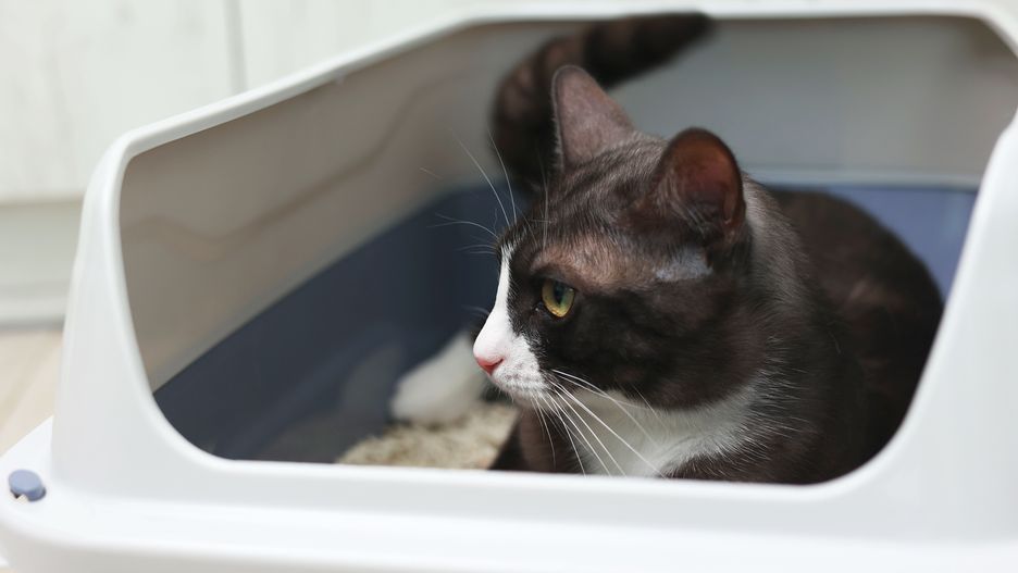 Kot siedzi długo w kuwecie?