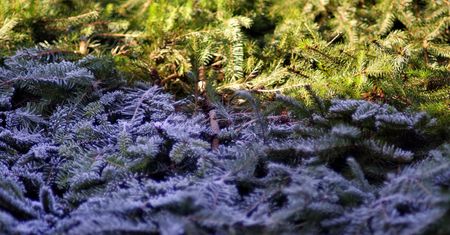 Śląskie. Pogoda na piątek. Powieje chłodem ze wschodu