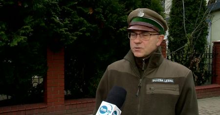 Nadleśnictwo wycięło stuletnie miejskie sosny. Urzędnicy zawiadomili policję, “trudno mówić o jakichś konsekwencjach”