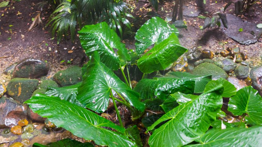 Surowe liście taro (kolokazji jadalnej)