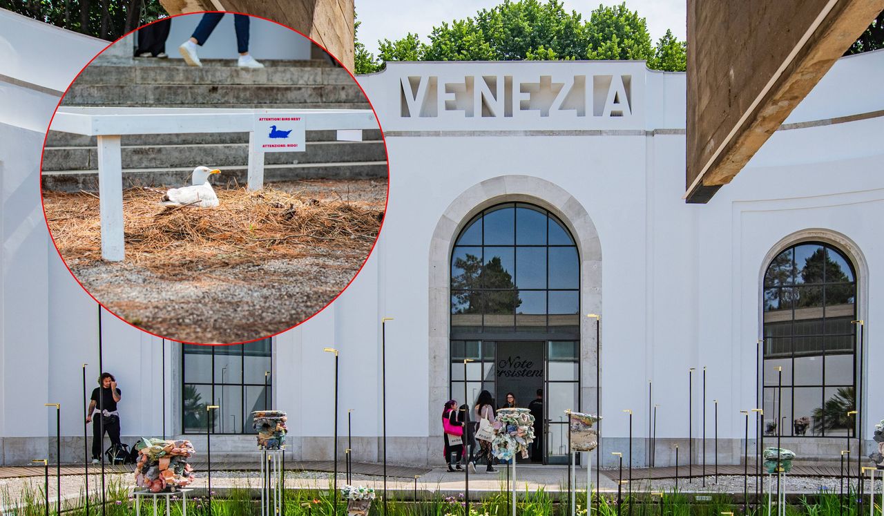 Rozgościła się i złożyła jaja. Zakaz zakłócania spokoju mewy na biennale w Wenecji