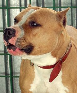 Pies pogryzł cztery osoby. Policjant go zastrzelił