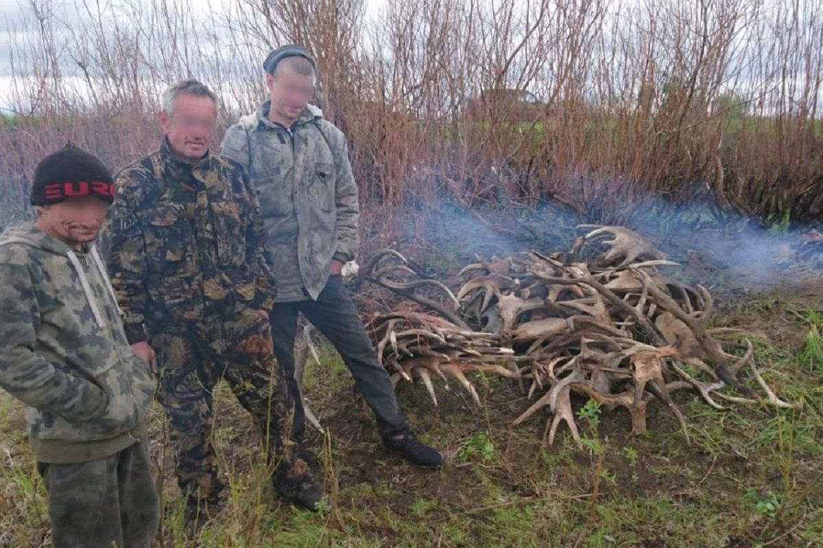 Trzech mężczyzn próbowało ukraść poroża o łącznej wadze 60 kilogramów. 