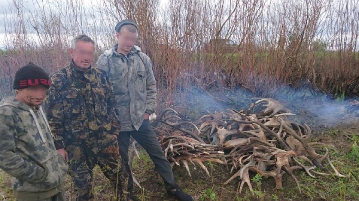 Trzech mężczyzn próbowało ukraść poroża o łącznej wadze 60 kilogramów. 