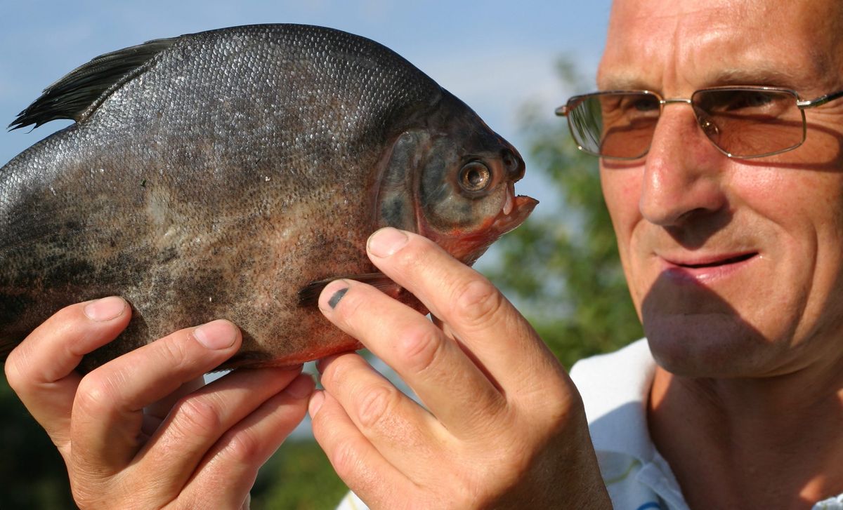 Egzotyczne gatunki przejmują polskie wody. Naukowcy biją na alarm