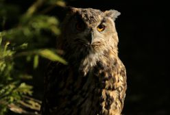 Żądny edukacji puchacz zablokował wejście do holenderskiej szkoły