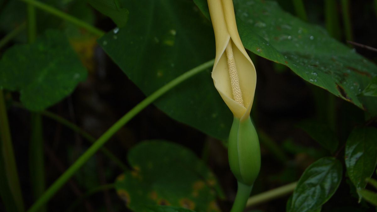 Surowe pędy taro (kolokazji jadalnej)
