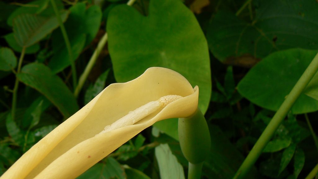 Gotowane pędy taro (kolokazji jadalnej) bez dodatku soli