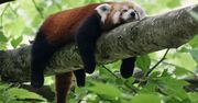 Warszawa. Nowa mieszkanka zoo zachwyciła internautów. "Ślicznotka"