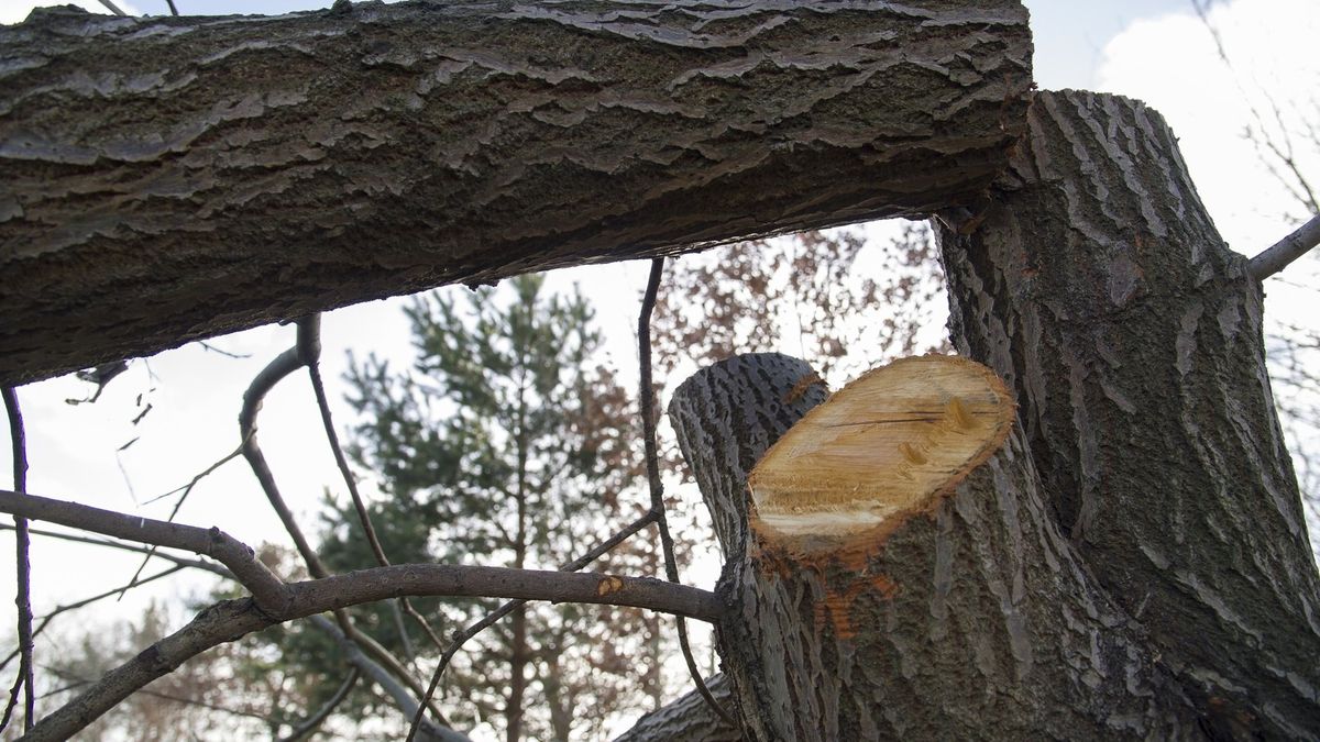 Nowe zasady sprzedaży drewna wprowadzają zament w branży drzewiarskiej