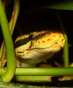Katowice. Straż miejska szuka w mieście pytona. Zostawił ślady