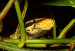 Katowice. Straż miejska szuka w mieście pytona. Zostawił ślady