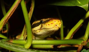 Katowice. Straż miejska szuka w mieście pytona. Zostawił ślady