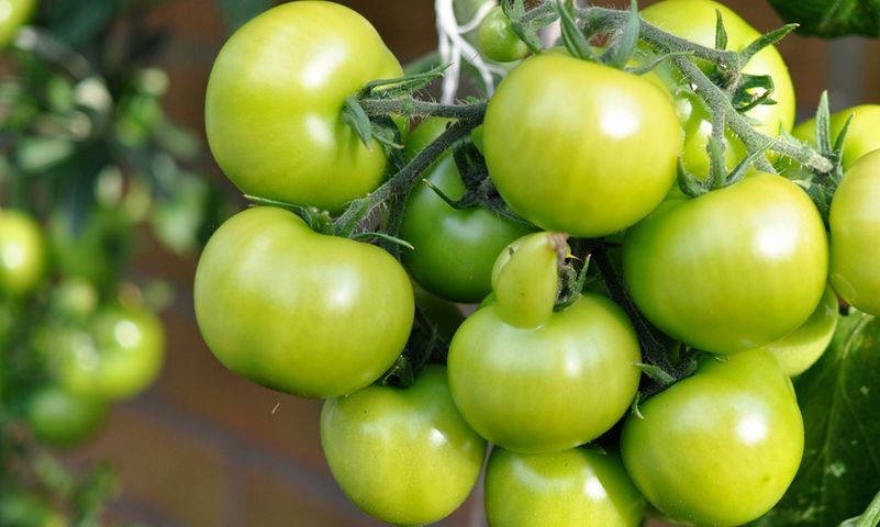 Surowe zielone pomidory