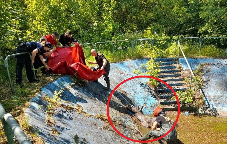 Łoś wpadł do zbiornika. Niecodzienna akcja ratunkowa