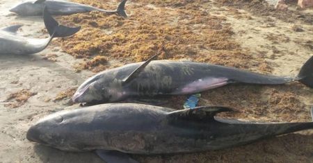 Tajemnicze obrazki z plaży. Nie wiedzą, co się stało. Ponad 60 martwych delfinów
