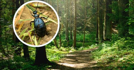 Wydziela śmiertelnie trującą ciecz. Nie bierz do ręki
